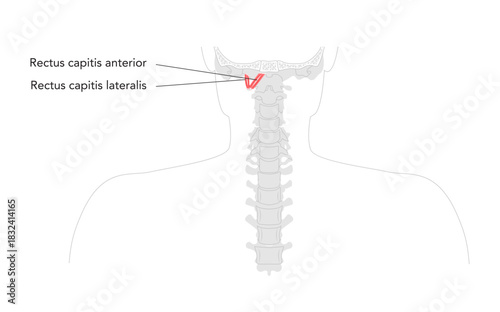 Rectus capitis anterior lateralis - Human deep cervical muscle shown in labeled anatomy diagram, flexes and stabilizes the atlanto-occipital joint, essential for neck flexion, lateral movement medical