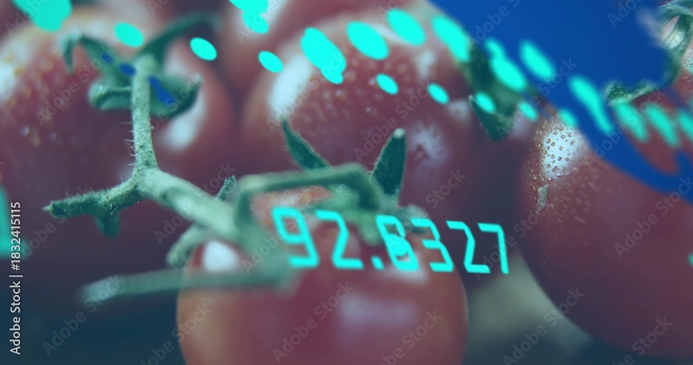Fototapeta premium Showing cluster of cherry tomatoes on vine gleaming under studio lights, with cyan numeric overlay