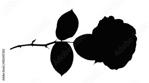 Elegant rose silhouette with leaves and thorns for delicate designs and romantic themes