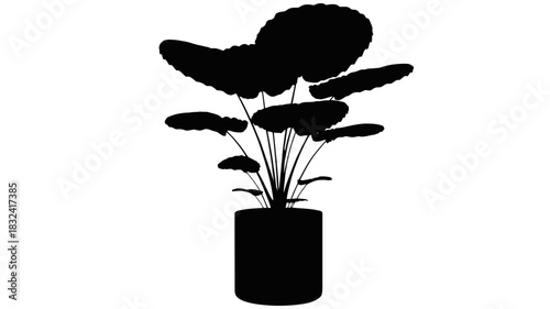 Trendy houseplant in pot for modern interior design accents, stylish home decor element and natural ambience