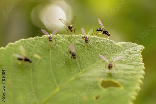 A group of tiny parasitic black wasps on a leaf, one of them with a drop, in a forest in the eastern Andean mountains of central Colombia, near the Iguaque natural reserve.