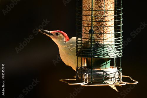 A male Red-bellied Woodpecker sits perched at the side of a bird feeder