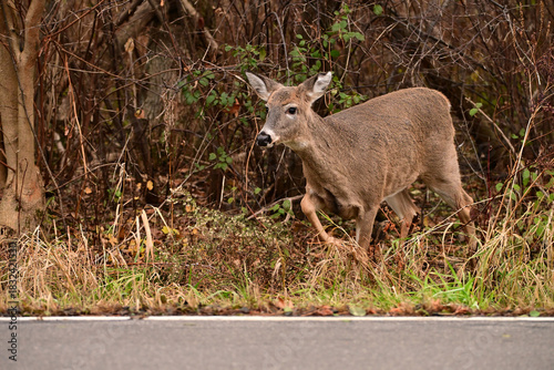 Autumn scene of a White-tailed deer doe steps out of forest and crosses onto the road