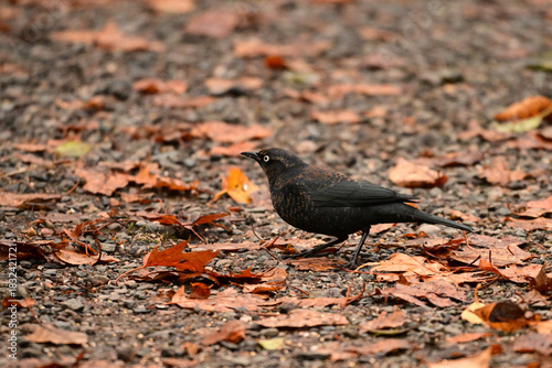 Close up of a beautiful male Rusty Blackbird foraging for food under the fallen autumn leaves