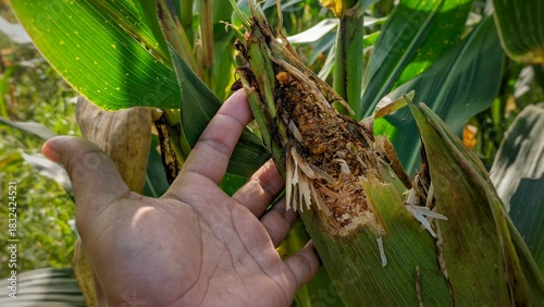 Hand shows a corn cob completely destroyed by pests, revealing rot, waste, and significant crop yield loss.