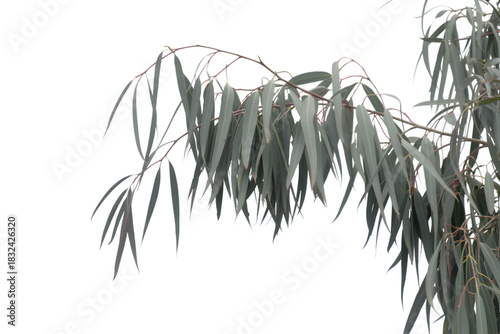 Eucalyptus branch with long slender leaves . Isolated on transparent background, png