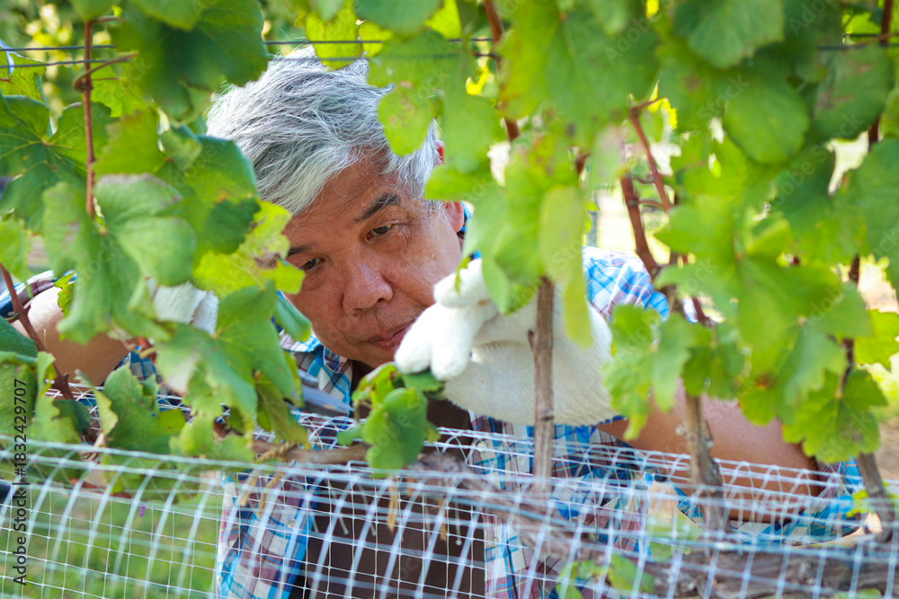Naklejka premium Close-up of elderly male worker working in a vineyard. Grape vineyard. Agriculture concept.
