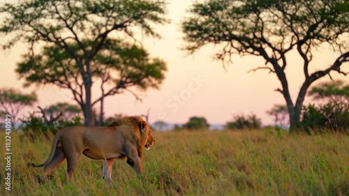 Lion walks in savannah grass at dusk, trees blurred, for wildlife travel, safari and nature