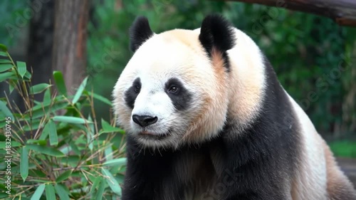 Panda bear gazing in forest, with bamboo, trees in the background, suitable for conservation