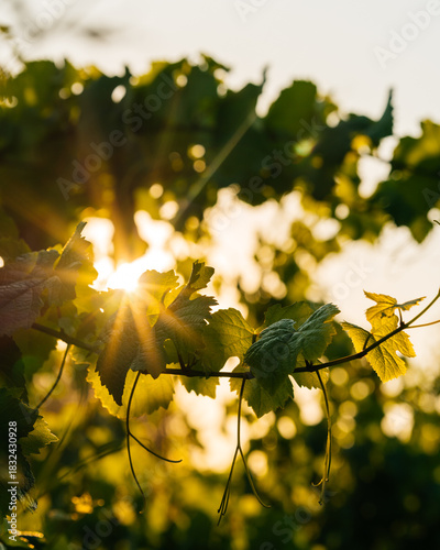 Sunburst in the vineyard 