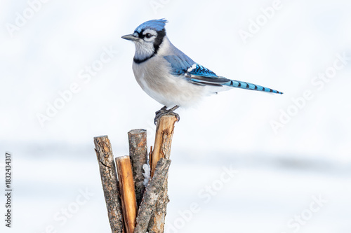 Blue Jay, Perched on wood saplings,  Cyanocitta cristata