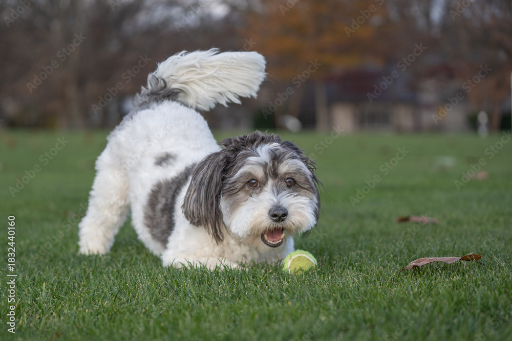Fototapeta premium Black and white Havanese wags his tail ready to play fetch with yellow tennis ball. 