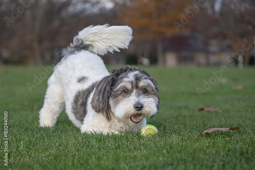 Black and white Havanese wags his tail ready to play fetch with yellow tennis ball. 