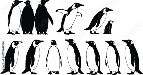 Penguin silhouette vector set, black and white bird poses, walking penguin, standing penguin, chick illustration, wildlife clipart, arctic animal icon