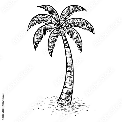Palm Tree