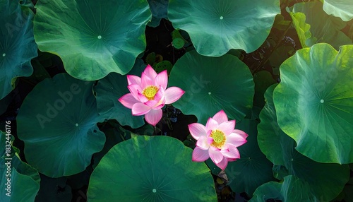 Overhead shot of two pink lotus flowers surrounded by large green lily pads, illuminated by sunlight.
