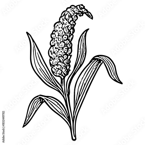 Foxtail Millet Head