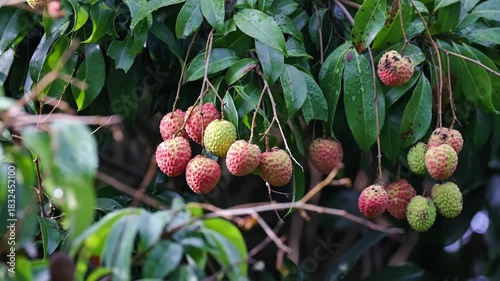 Lychee fruit hanging from a tropical tree, a close-up view of the exotic harvest