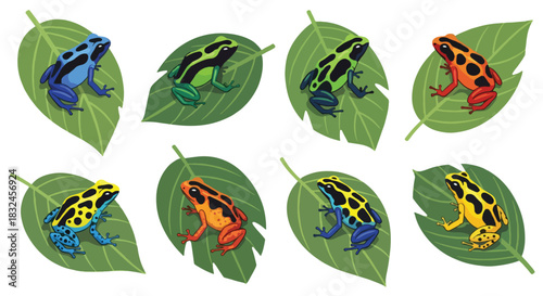 Colorful poison dart frogs on leaves