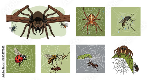 Spiders insects web collection with transparent background