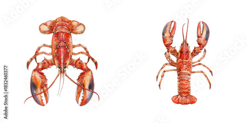 lobster watercolor vector illustration