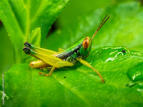 Quadro em tela Juvenile green grasshopper on wet sunlit leaf
