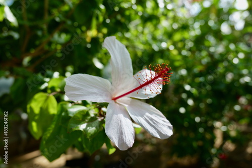 大船フラワーセンターのハイビスカス
