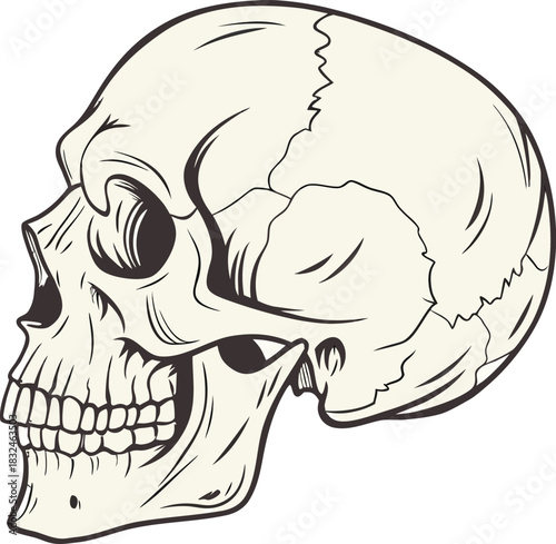 Vector sketch drawing of human skull illustration for tattoo or coloring book art outline design