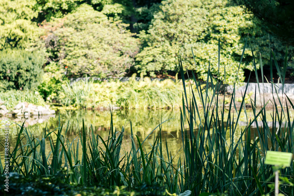 Obraz premium Japanese garden with pond and trees in the foreground. Selective focus.