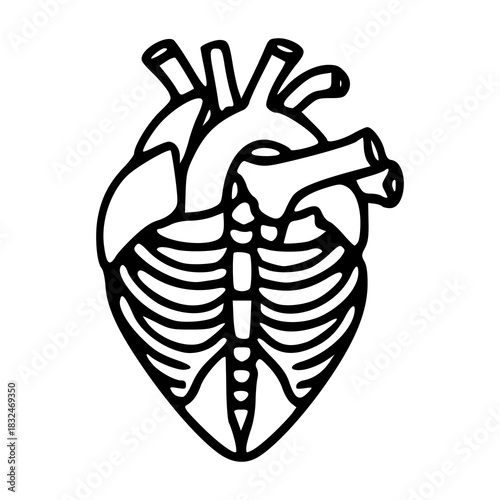 anatomical heart and rib cage line art