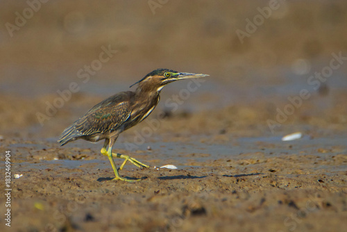 Little Heron on the ground
