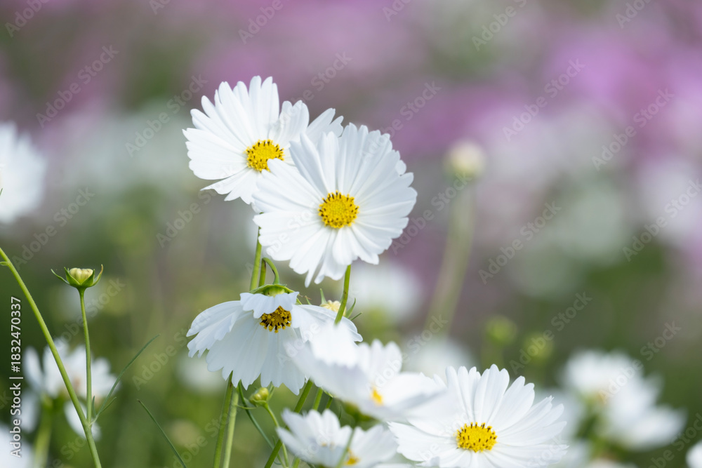 Fototapeta premium コスモス 秋桜 花 秋 自然 季節