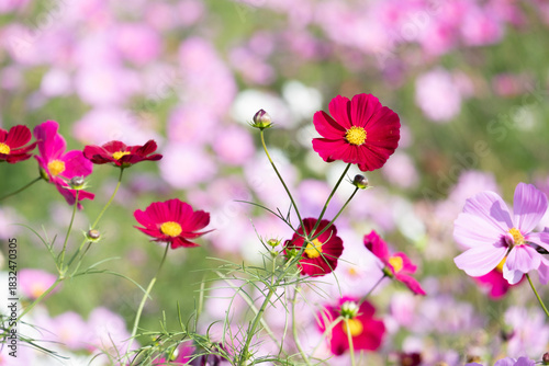 コスモス　秋桜　花　秋　自然　季節