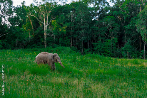 Wild elephants have large bodies, a large, fat body, and a long trunk. Elephants are herbivores.