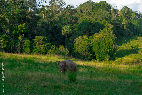 Wild elephants have large bodies, a large, fat body, and a long trunk. Elephants are herbivores.