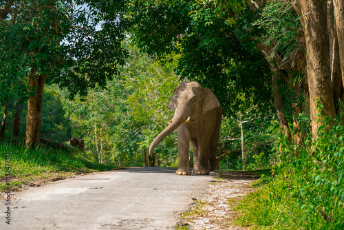 Wild elephants have large bodies, a large, fat body, and a long trunk. Elephants are herbivores.