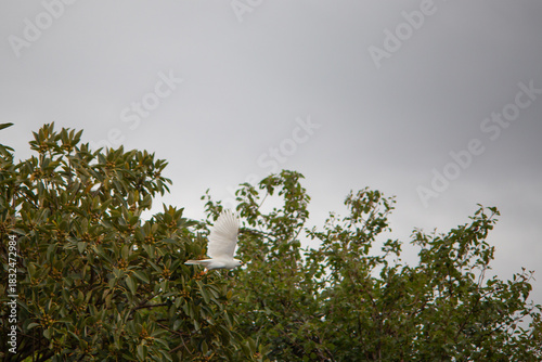 View of a Grey Goshawk(white morph) in flight in Tasmania