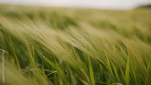Wind Blows Through a Green Wheat Field on a Sunny Day