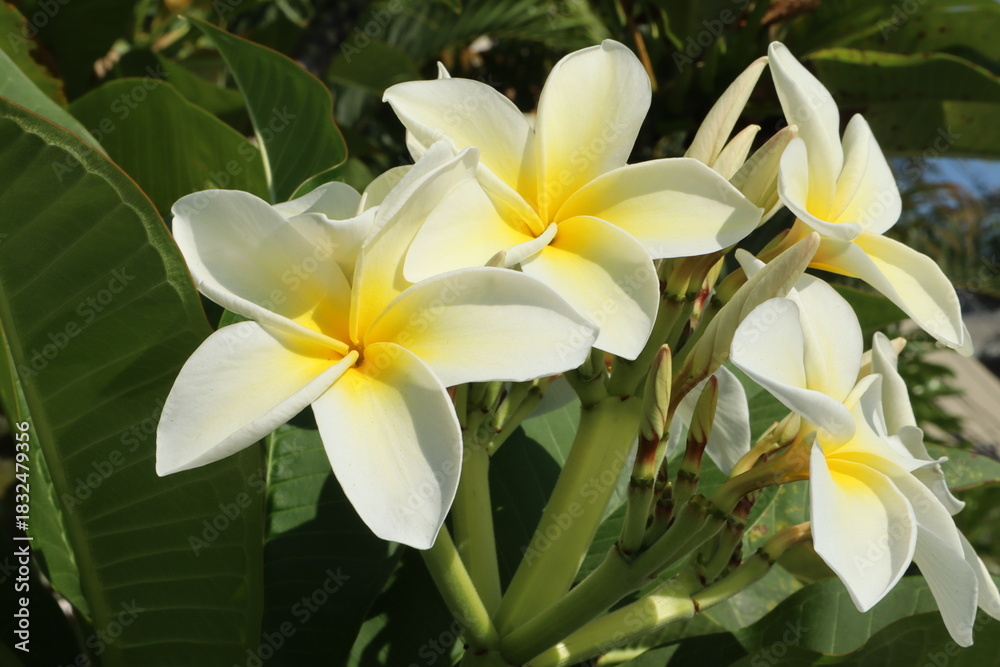 Obraz premium Close-up of a cluster of white and yellow Plumeria (Frangipani) flowers blooming against green leaves in bright sunlight.