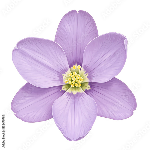 Elegant isolated five petal flower blossom with delicate purple color