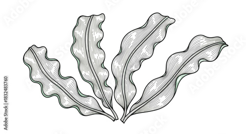 Monochrome engraving of kelp seaweed with wavy fronds, illustrated in a detailed vintage, black and white line art botanical style.