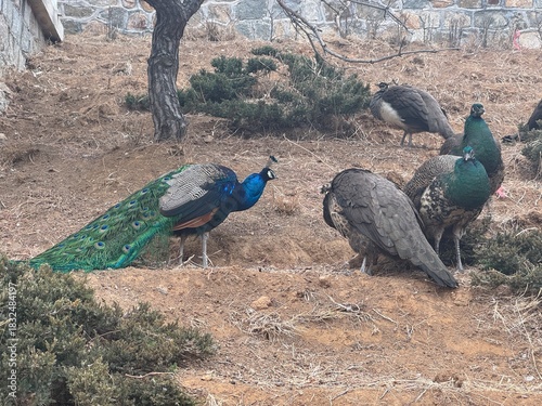 peacock with feathers
