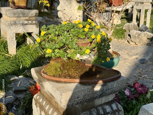 flower pots in the garden