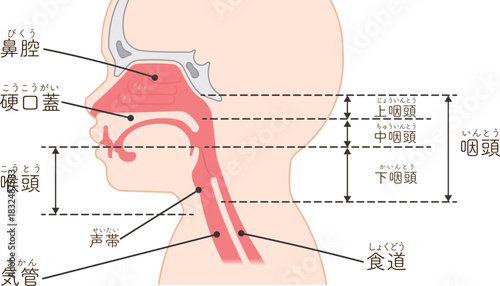 小児の喉頭・咽頭・横向き・イラスト Children larynx illustration