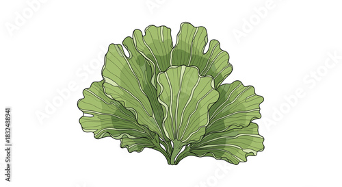 Lush, green sea lettuce seaweed with broad, ruffled leaves, hand-drawn in a detailed, colorful vintage botanical illustration style.