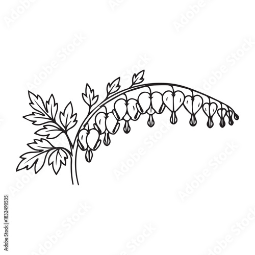 Bleeding heart flower floral outline illustration vector on white