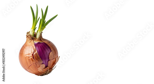 Fresh brown onion bulb with vibrant green sprouts emerging from the top, revealing a hint of purple skin, isolated on transparent background