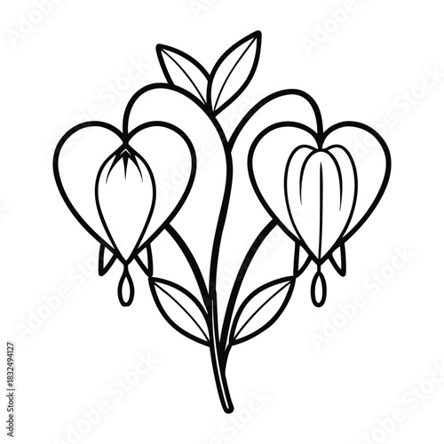Bleeding heart flower line art botanical vector drawing for floral design