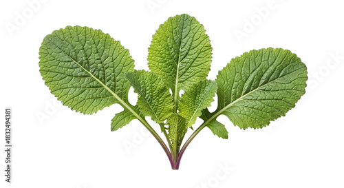 Fresh vibrant green mustard greens with broad, textured leaves and a subtle purple stem, perfect for healthy cuisine, isolated on transparent background