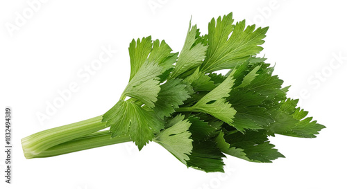 Fresh green celery leaves and stalks, a healthy vegetable often used in cooking and salads, isolated on transparent background
